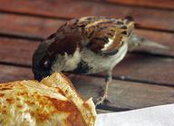 Cliquez pour agrandir l'image Cliquez pour agrandir l'image