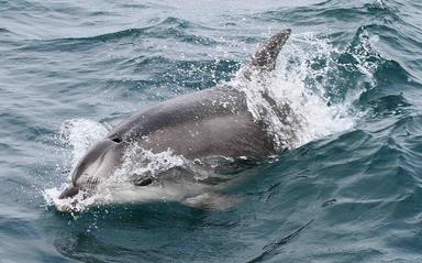 Cliquez pour agrandir l'image Cliquez pour agrandir l'image