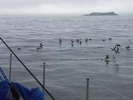 Cliquez pour agrandir l'image